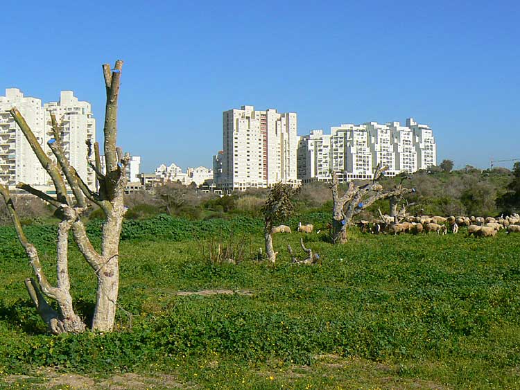 Ashkelon landscape
